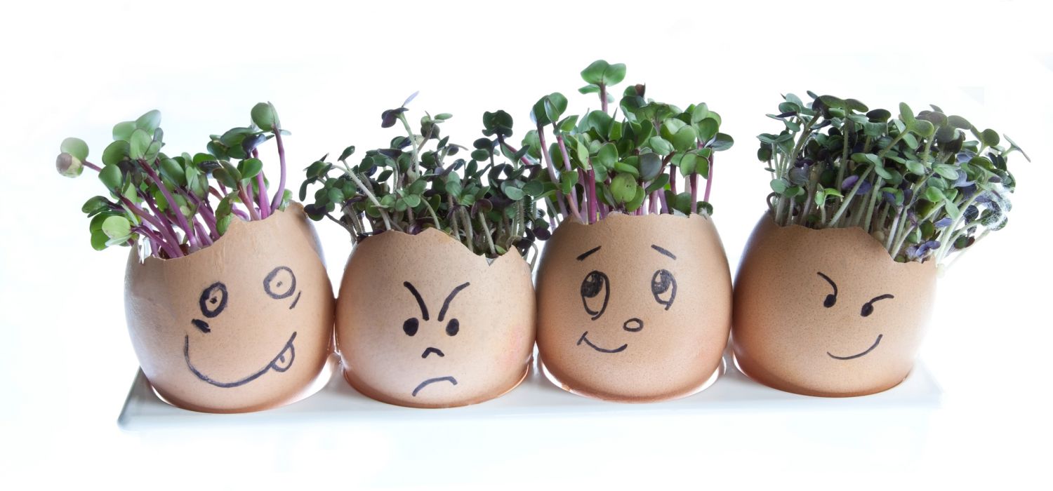 plants growing out of egg shells